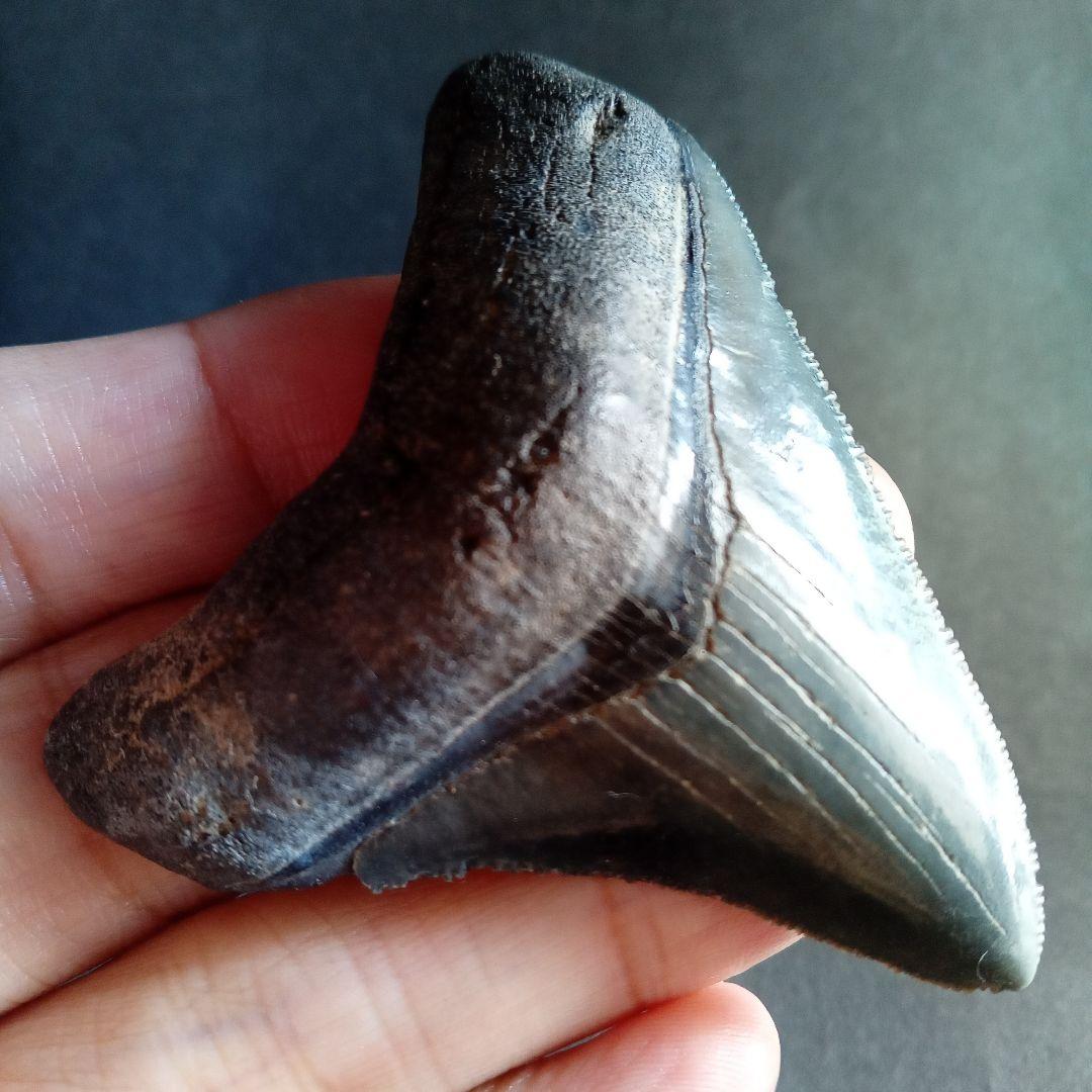 アメリカ　メガロドン　歯化石　ダークグレー　極美麗　標本