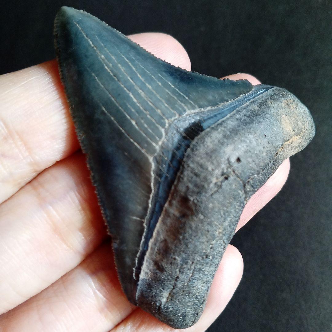 アメリカ　メガロドン　歯化石　ダークグレー　極美麗　標本