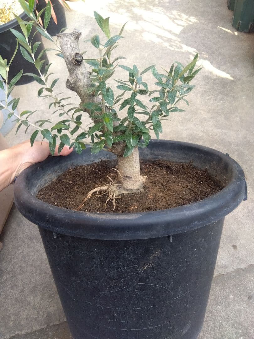 オリーブ　盆栽　古木　オールド株　セントキャサリン　11号鉢つき　い
