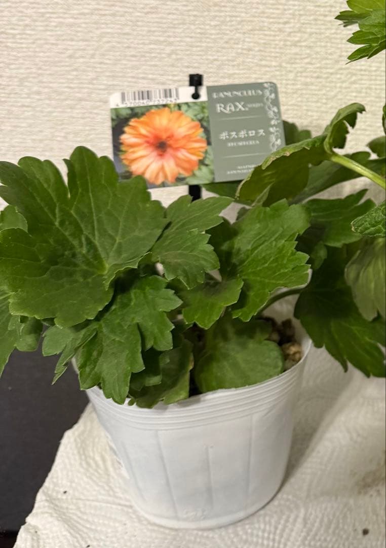 ラナンキュラスラックス苗、イーシス、廃盤品、正規品、ラベル付き