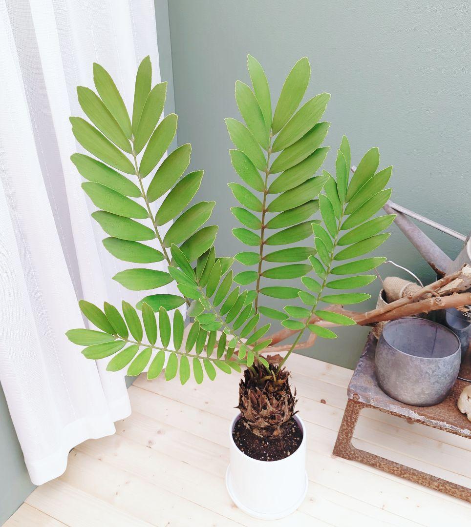 珍品！多頭扇型 太株 ザミアプミラ(現品) 一点物 インパクト大!!縁起物