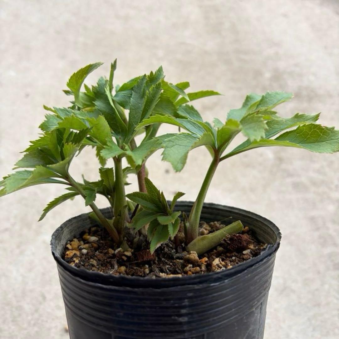 010 クリスマスローズ　開花株　dd小輪ライムグリーン