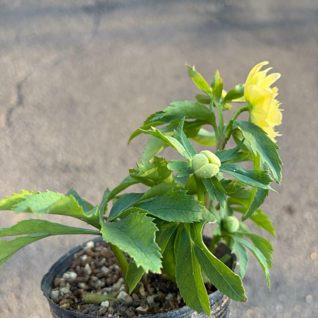 010 クリスマスローズ　開花株　dd小輪ライムグリーン