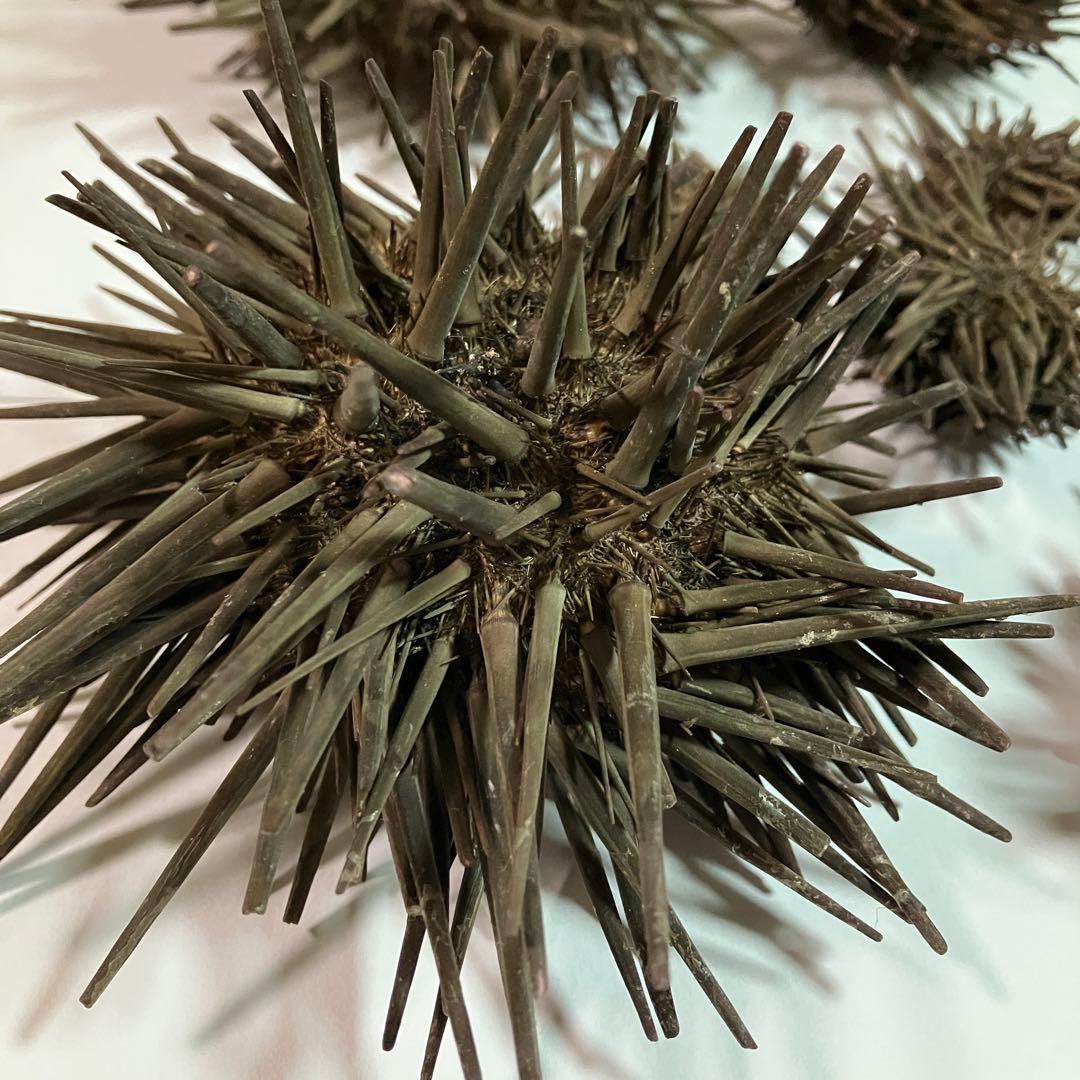 ウニ／クロウニ棘付き標本5個　No.157