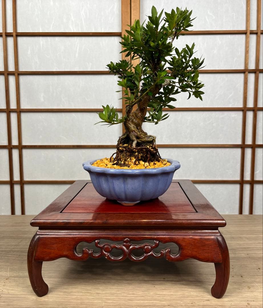 皐月 \"大盃(おおさかずき)\" 根上がり 小品盆栽向け 素材