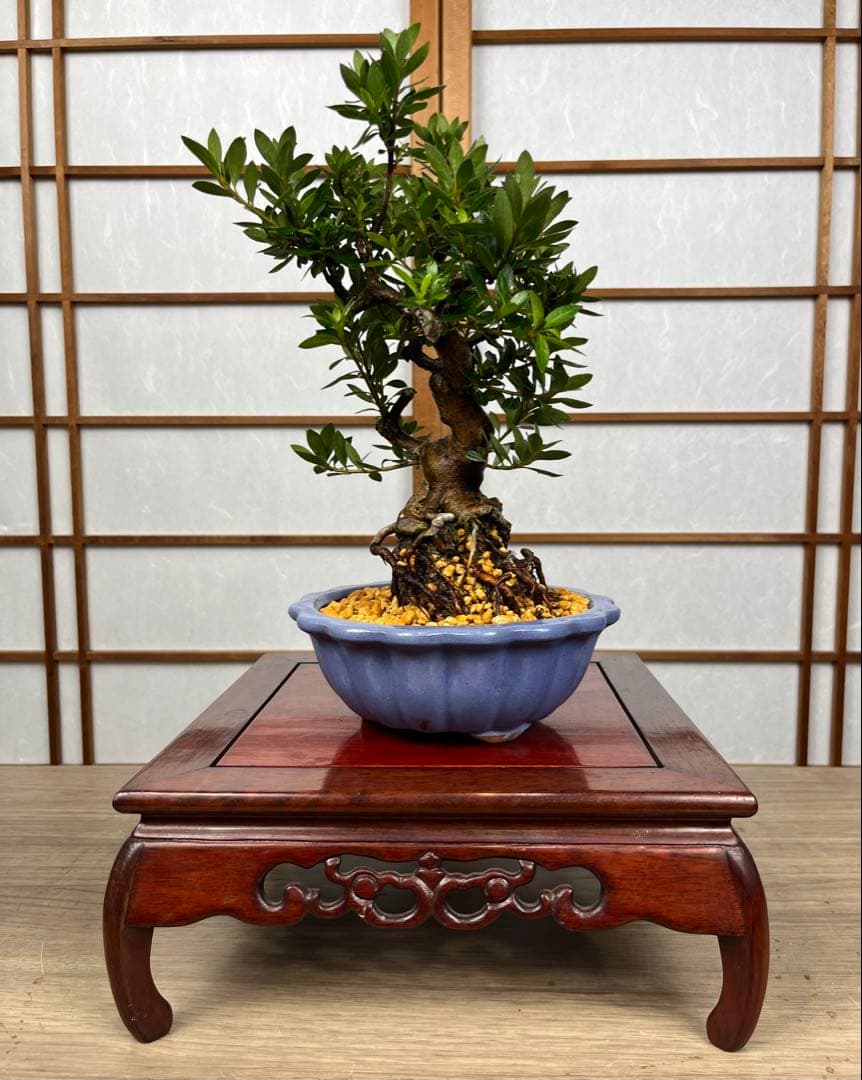 皐月 \"大盃(おおさかずき)\" 根上がり 小品盆栽向け 素材