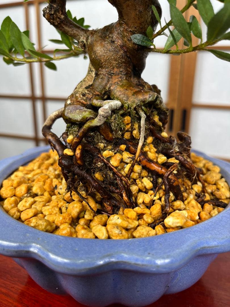 皐月 \"大盃(おおさかずき)\" 根上がり 小品盆栽向け 素材