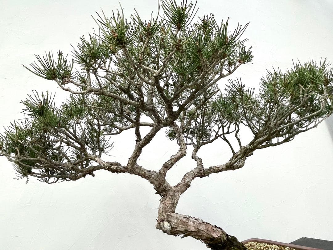 三河盆栽　折鶴松　おりづるまつ　盆栽