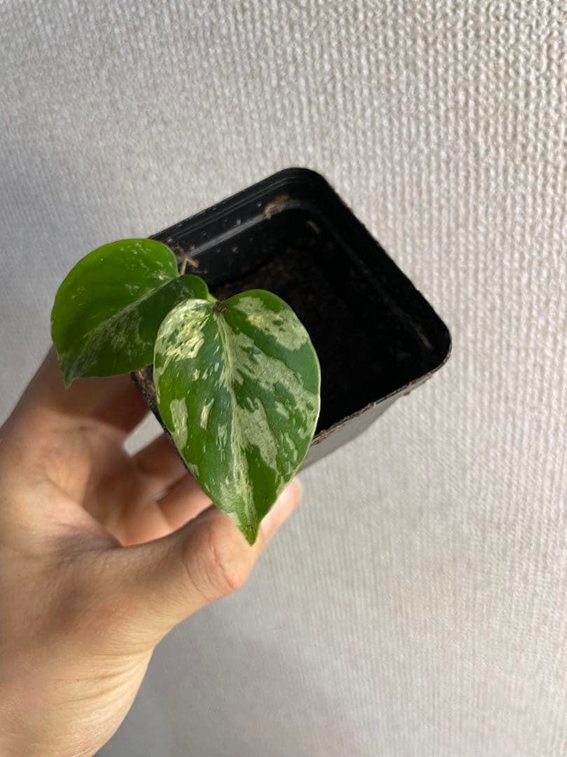 ト*ヲ様 モンステラ　デリシオーサ　バルバソー