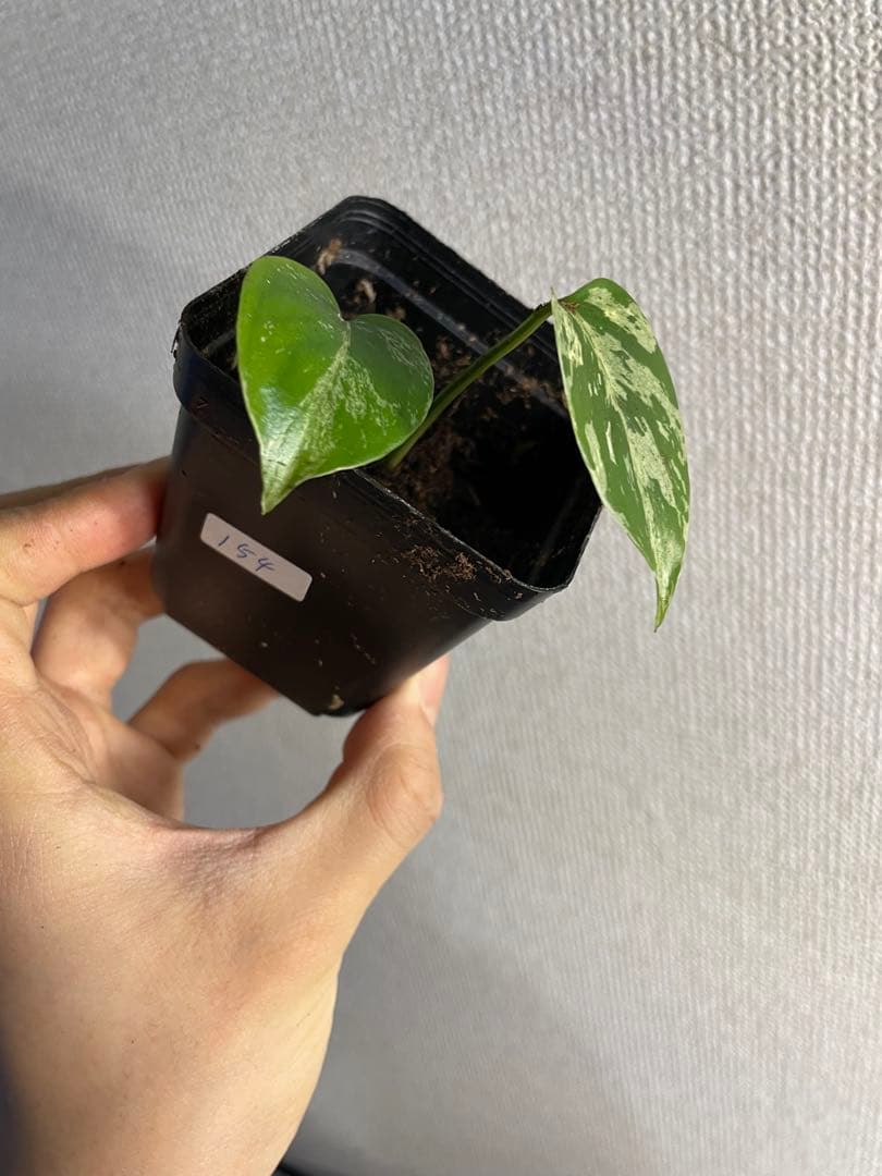 ト*ヲ様 モンステラ　デリシオーサ　バルバソー