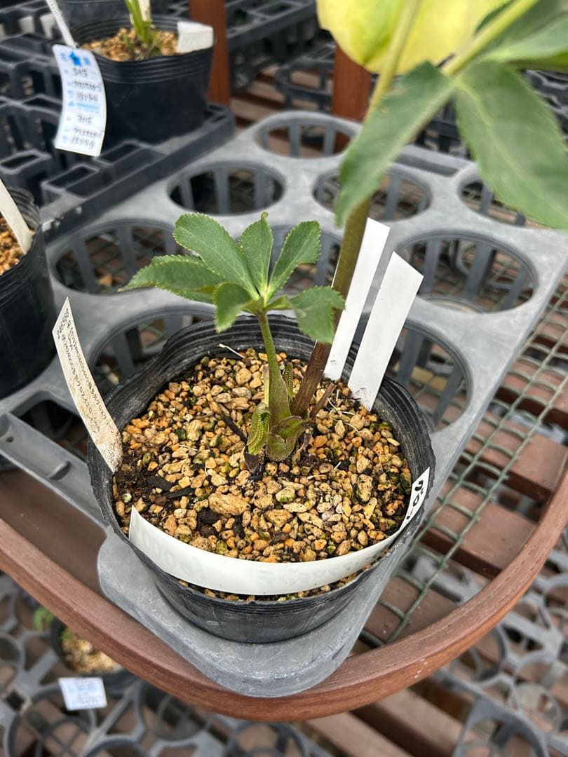 加藤農園 アフロディーテ グロッシーカラー 緑爪 クリスマスローズ同梱可能