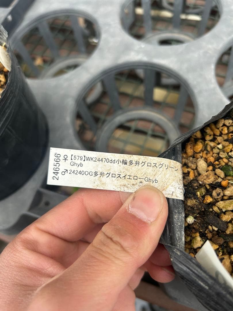 加藤農園 アフロディーテ グロッシーカラー 緑爪 クリスマスローズ同梱可能