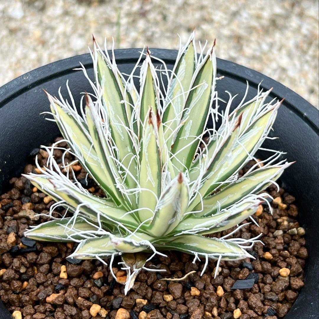 アガベ　姫乱れ雪錦　白中斑　希少
