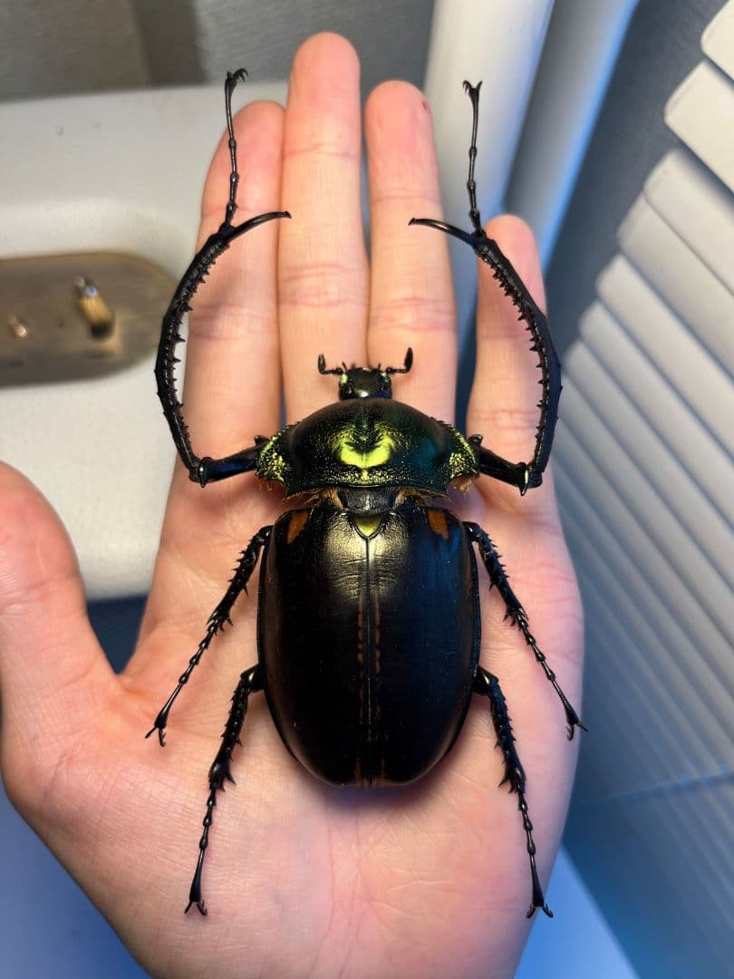 【73mm】ヤンソニーテナガコガネ　カメムシサシガメ甲虫昆虫標本ハムシフンチュウ