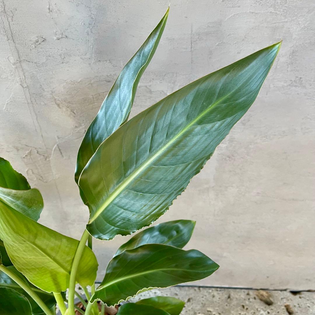 ストレリチア　レギネ　陶器鉢　植え込み発送