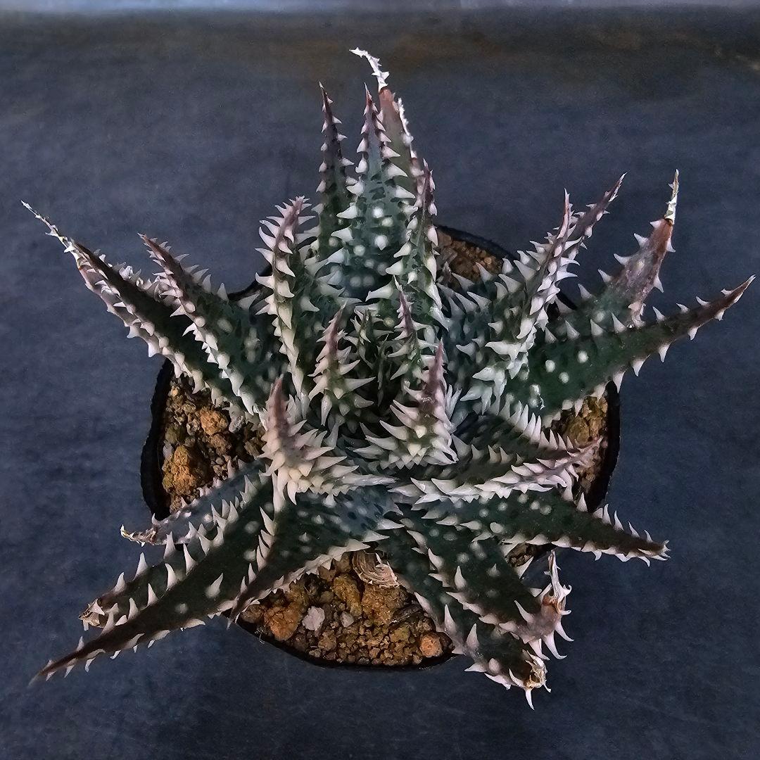 メルカリ便発送☆多肉植物 アロエ属 プラテンシス(実生選抜S4のカキコ苗)