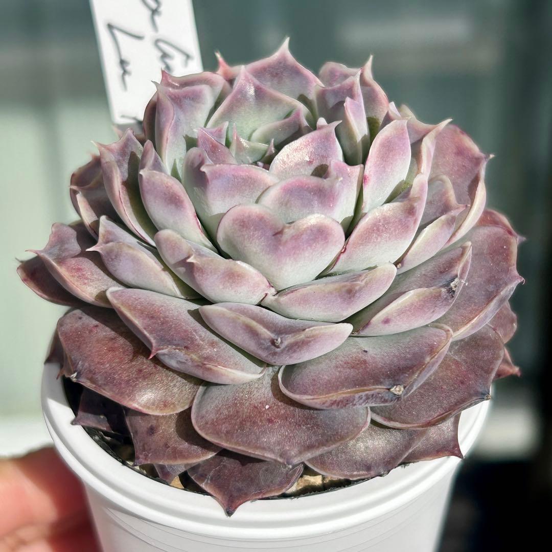 札付き❣️ヒアリナサンルイスデラパス　ブォンベッキオ　原種