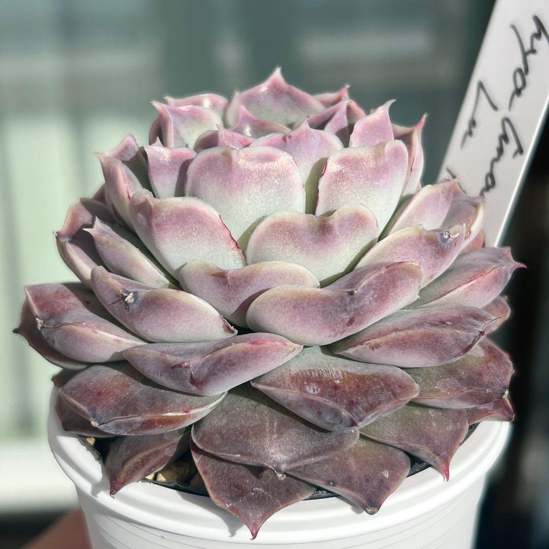 札付き❣️ヒアリナサンルイスデラパス　ブォンベッキオ　原種