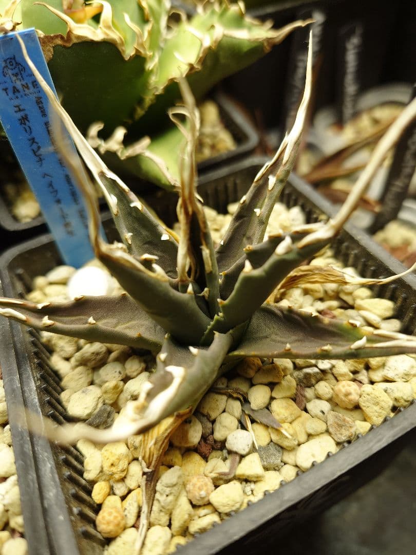 極上エボリスピナ短葉陽炎＆エボリスピナヘイフォード陽炎