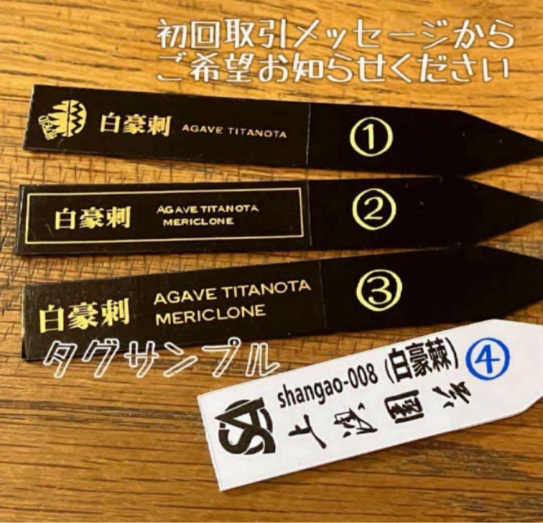 H*C様 【オークション】①選抜　特選　太棘 アガべ　チタノタ　白豪刺　TC 上