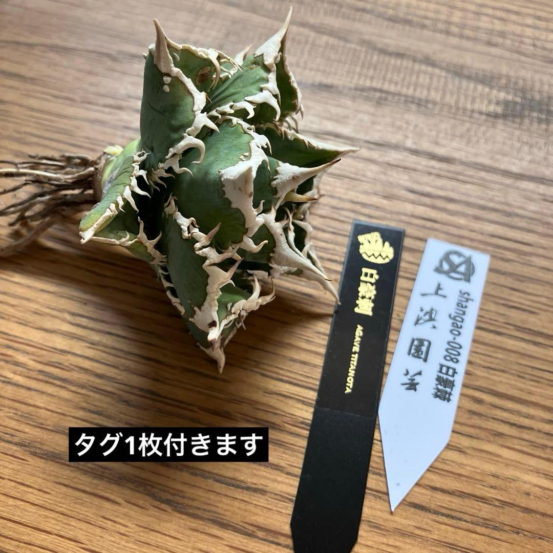 H*C様 【オークション】①選抜　特選　太棘 アガべ　チタノタ　白豪刺　TC 上