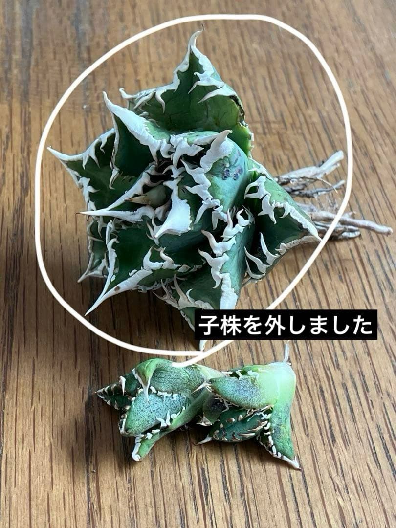 H*C様 【オークション】①選抜　特選　太棘 アガべ　チタノタ　白豪刺　TC 上