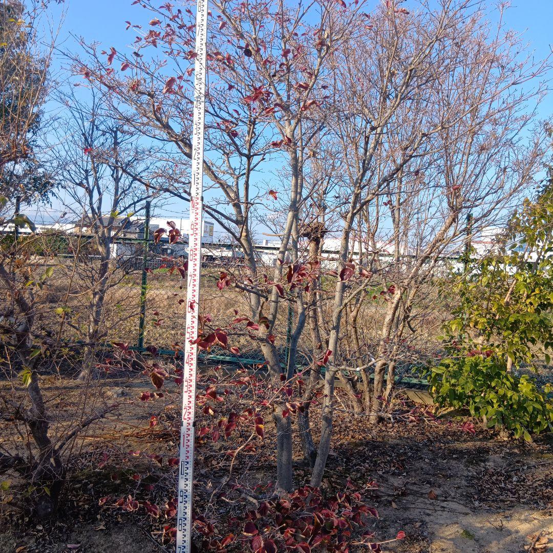 ヤマボウシ（高さ3.0メイトル）