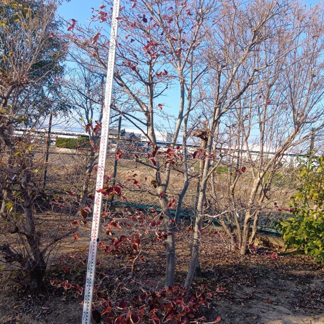 ヤマボウシ（高さ3.0メイトル）