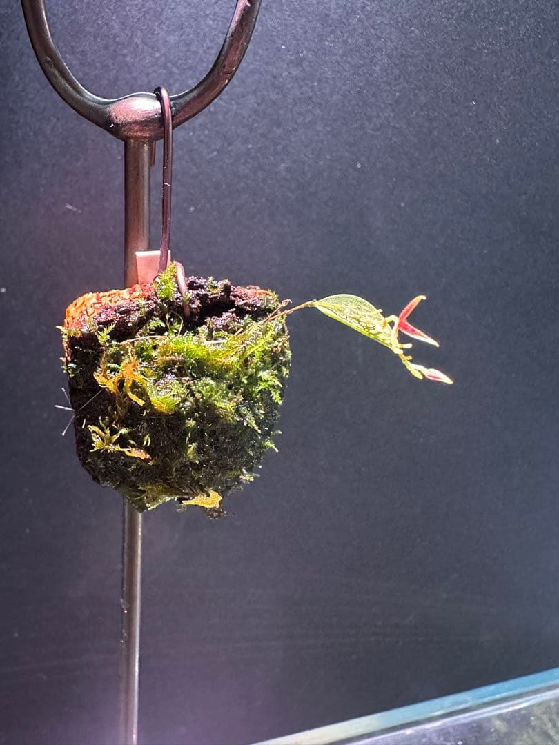 lepanthes scrotifera ミニチュアエクアドルラン原種レパンテス