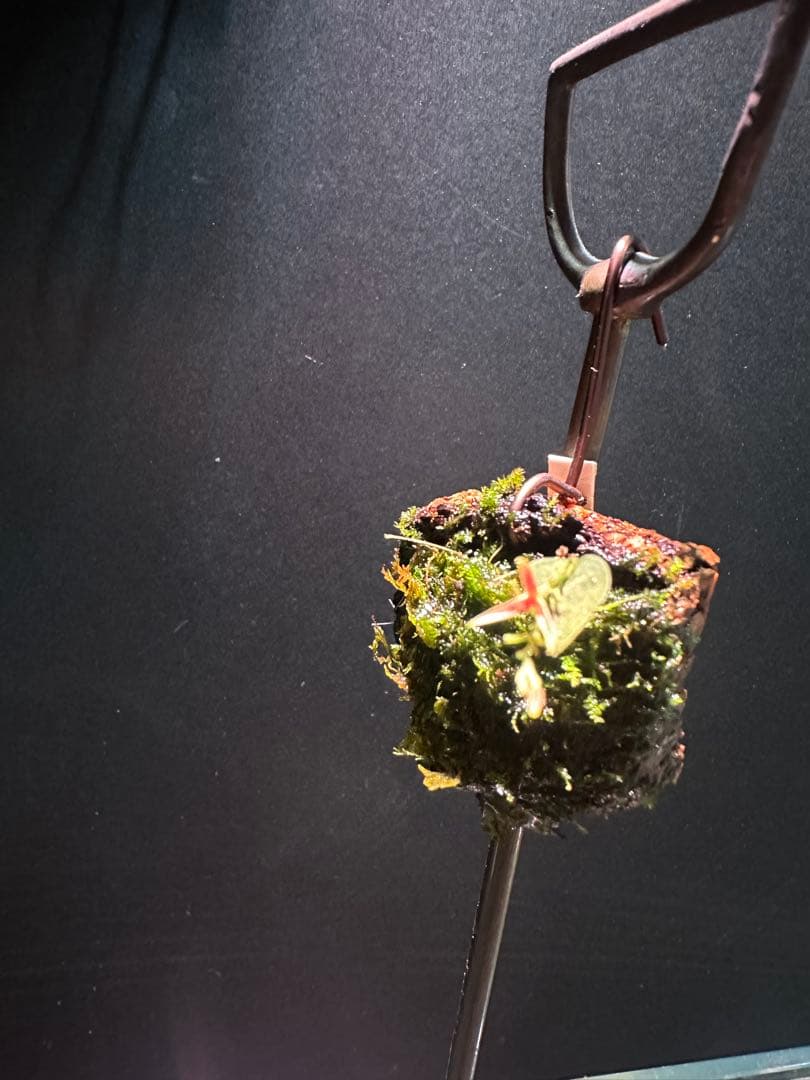 lepanthes scrotifera ミニチュアエクアドルラン原種レパンテス