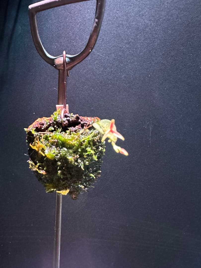 lepanthes scrotifera ミニチュアエクアドルラン原種レパンテス