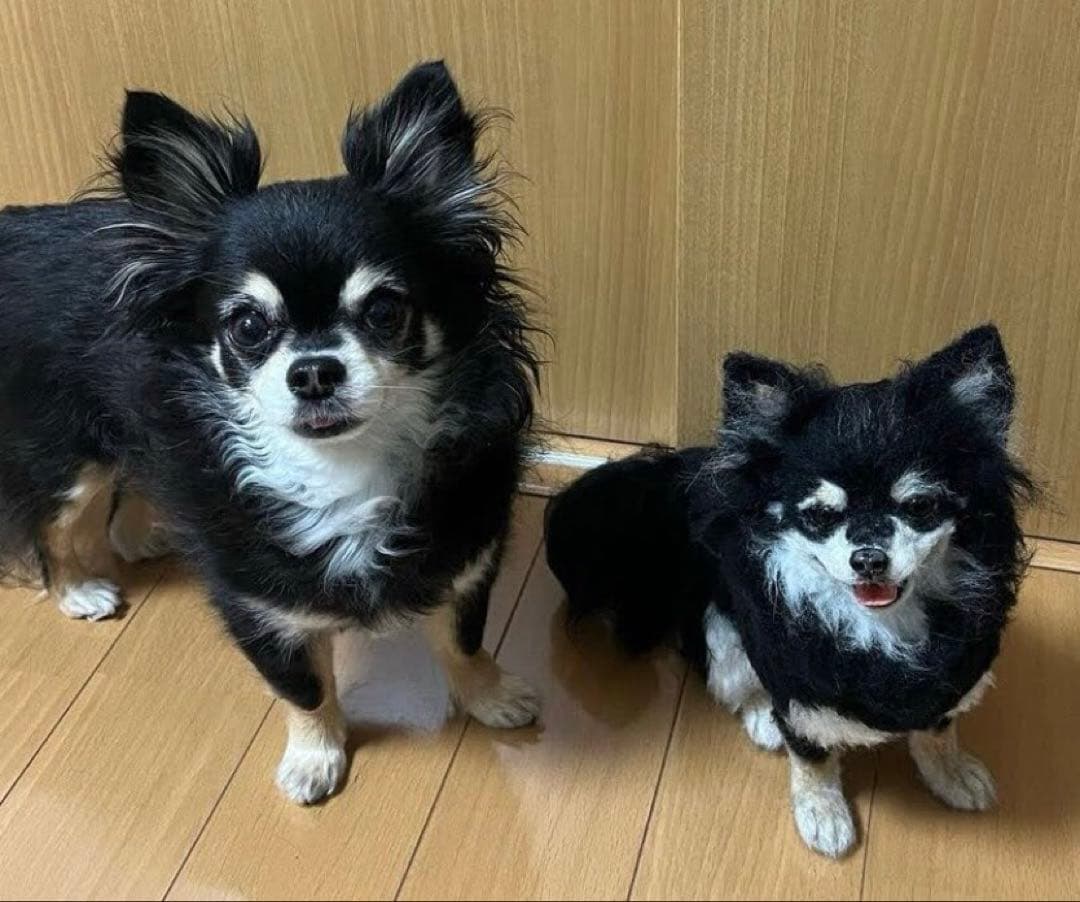 p*o様 わたわたペット　わんこ限定　分身の術　中サイズ　(20センチ程)羊毛フ