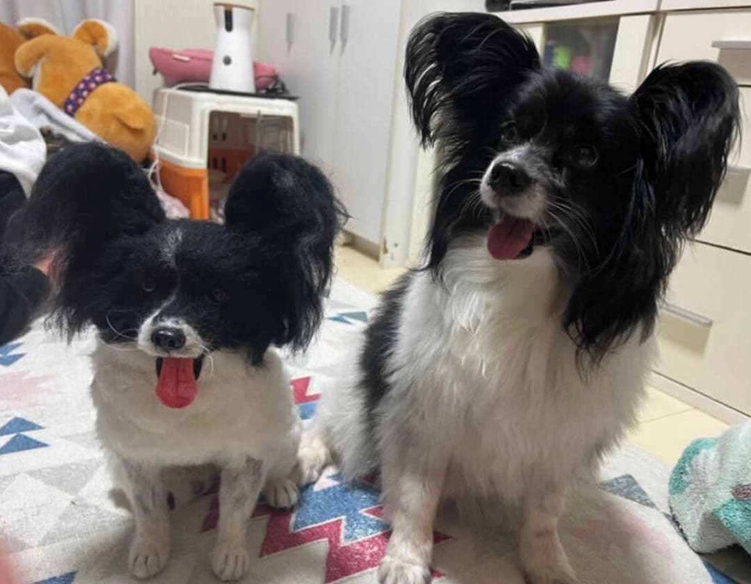 p*o様 わたわたペット　わんこ限定　分身の術　中サイズ　(20センチ程)羊毛フ