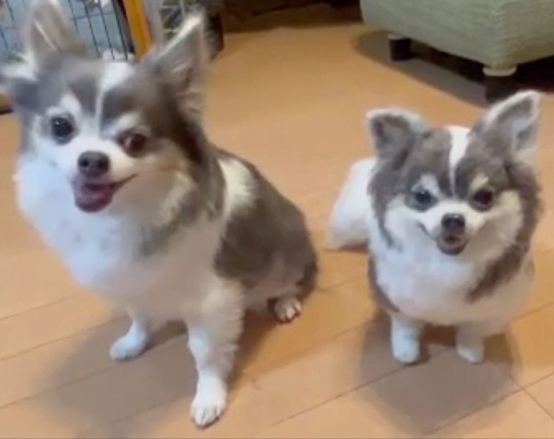 p*o様 わたわたペット　わんこ限定　分身の術　中サイズ　(20センチ程)羊毛フ