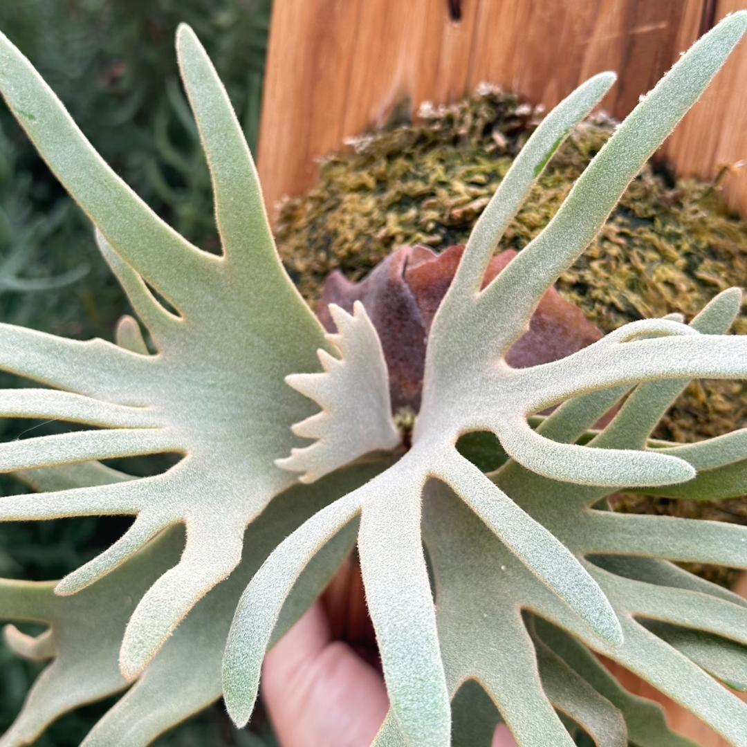 P.willinckii ’Jade Girl’ spore　40