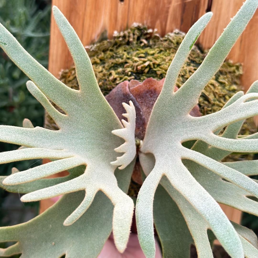 P.willinckii ’Jade Girl’ spore　40