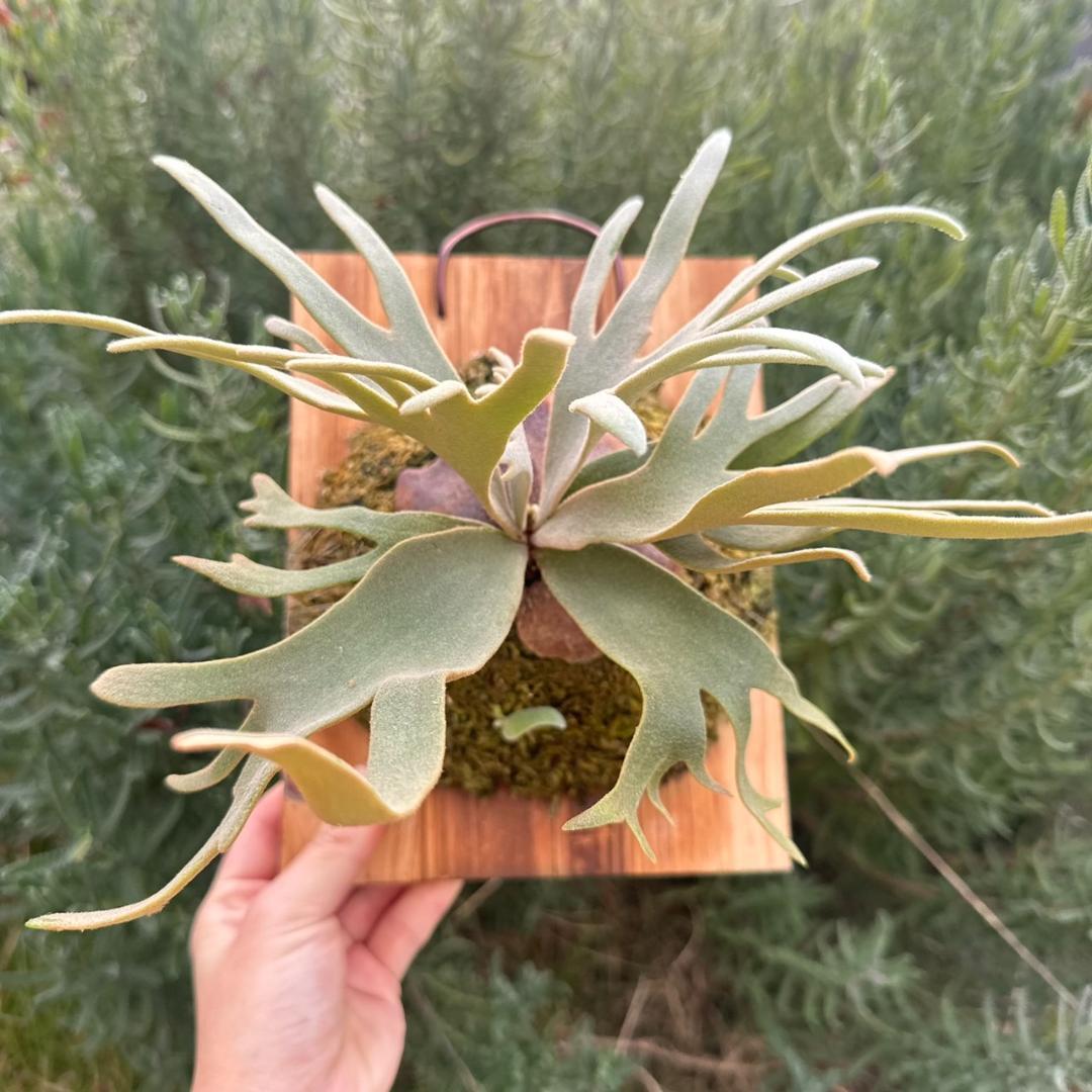 P.willinckii ’Jade Girl’ spore　40