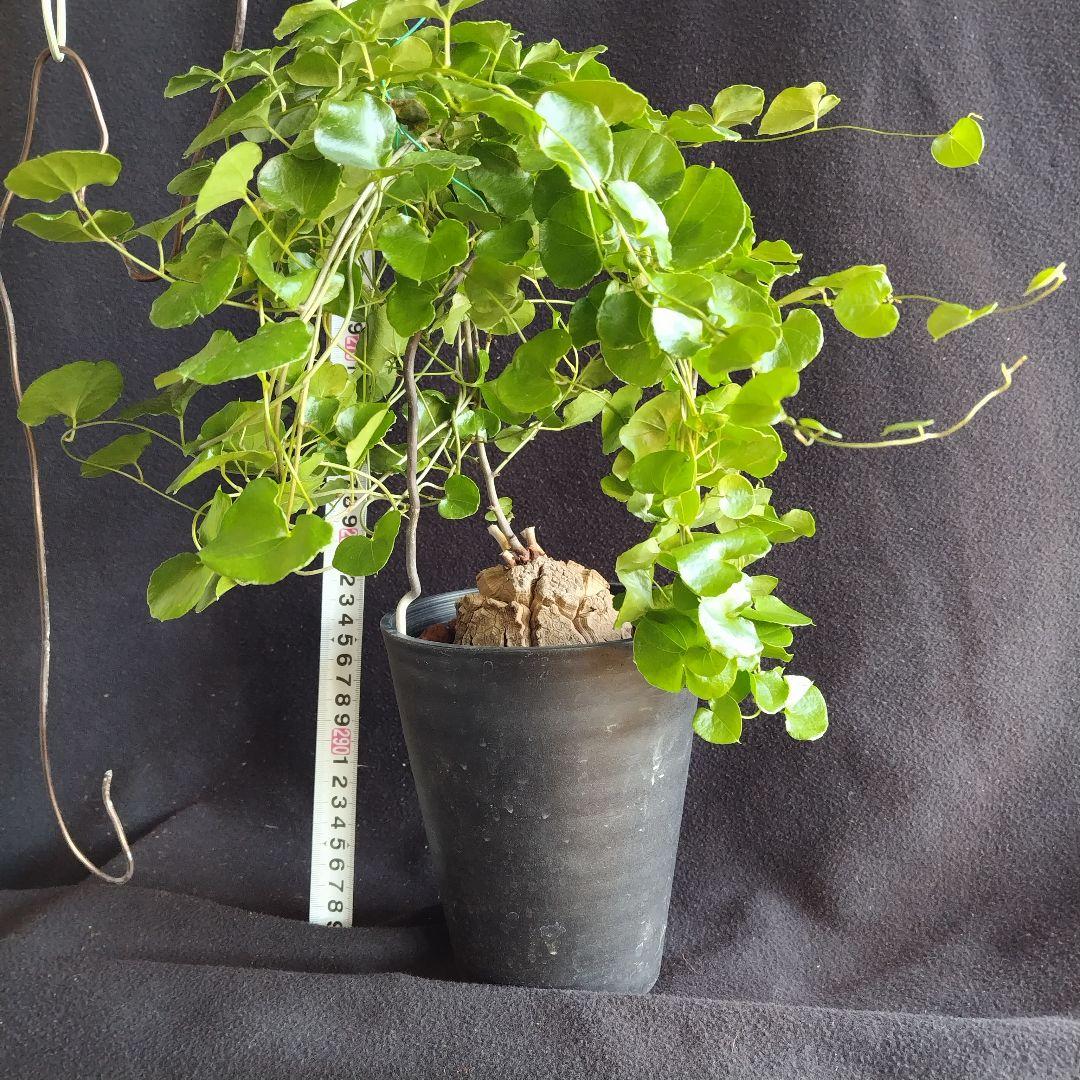 アフリカ亀甲竜