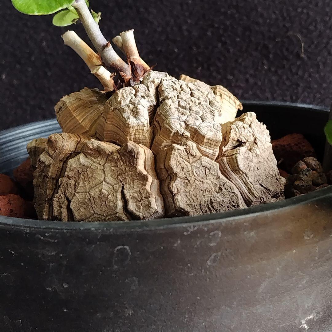 アフリカ亀甲竜