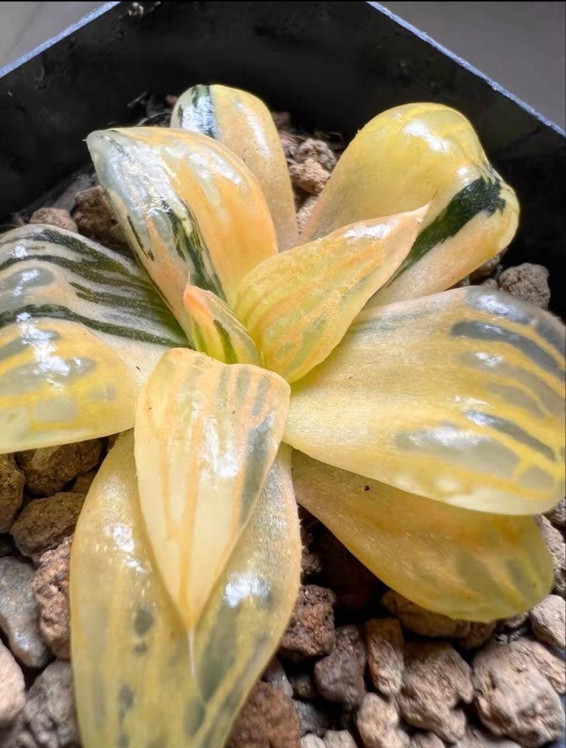 じ*む様 多肉植物　ハオルチア　雷影寿錦　コレクタ錦　鮮明錦　希少種