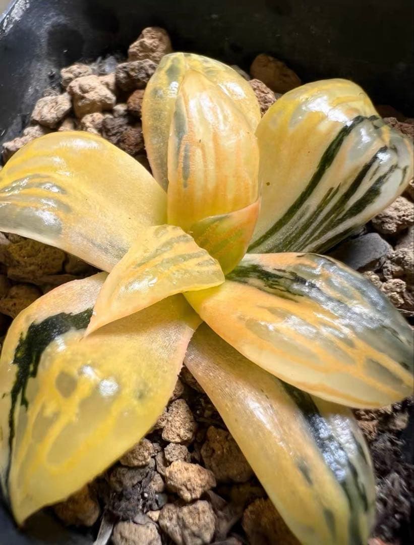 じ*む様 多肉植物　ハオルチア　雷影寿錦　コレクタ錦　鮮明錦　希少種