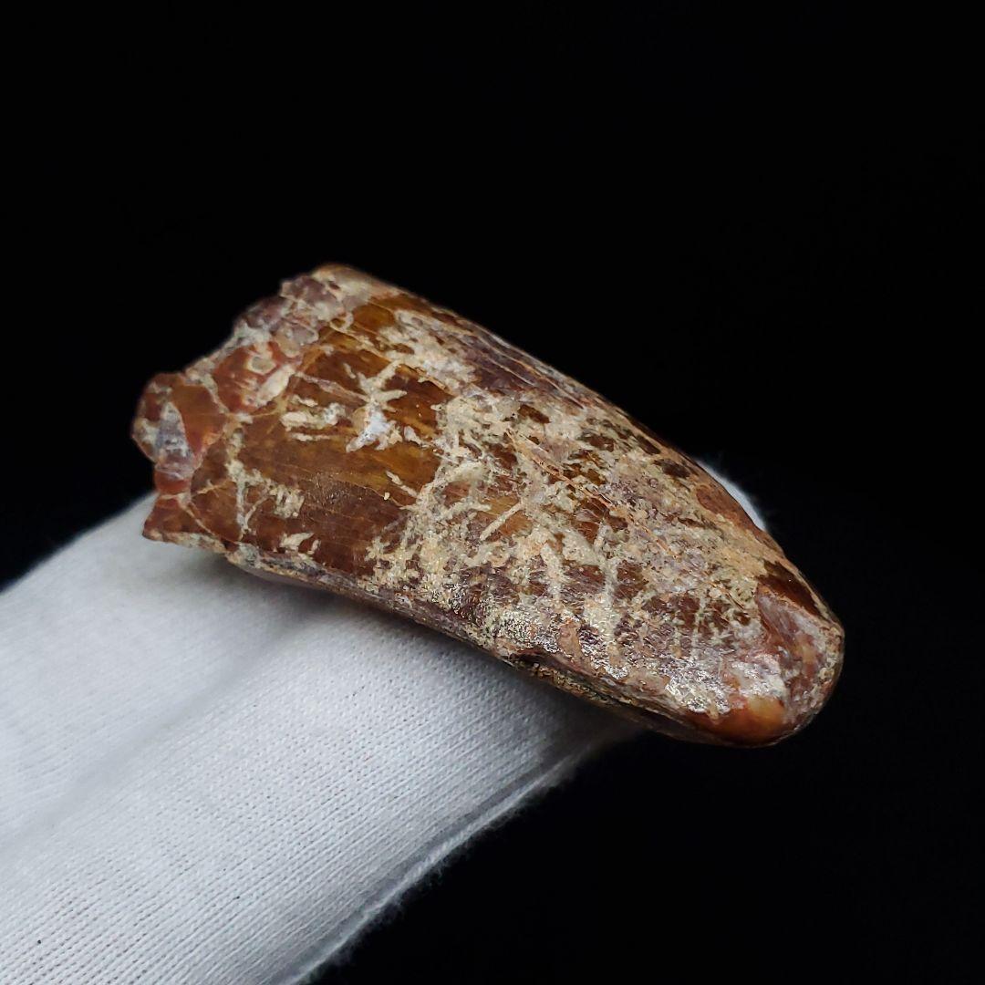 カルカロドントサウルス 歯 化石 本物 モロッコ産 46.81mm  fca18