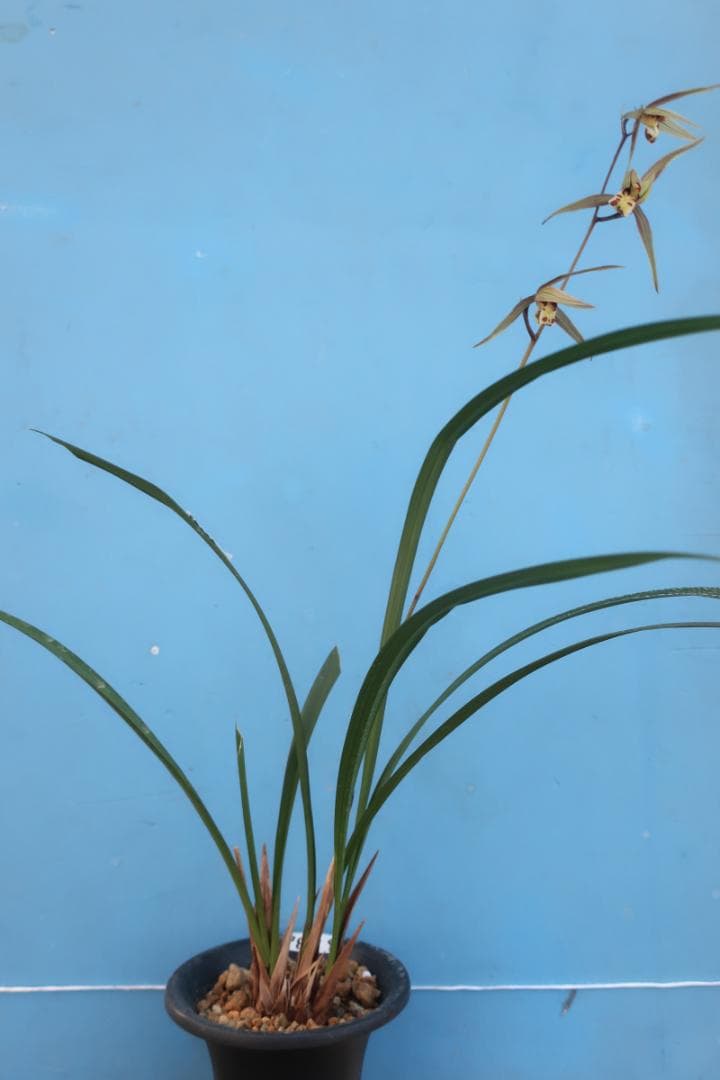 寒蘭-26030-4HG　36　日向の誉×力王