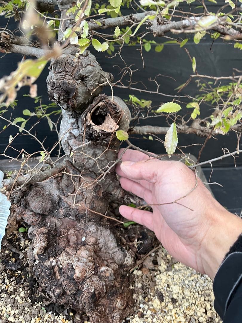 超極太古木　欅　ケヤキ　盆栽　　落葉樹 高さ約45cm