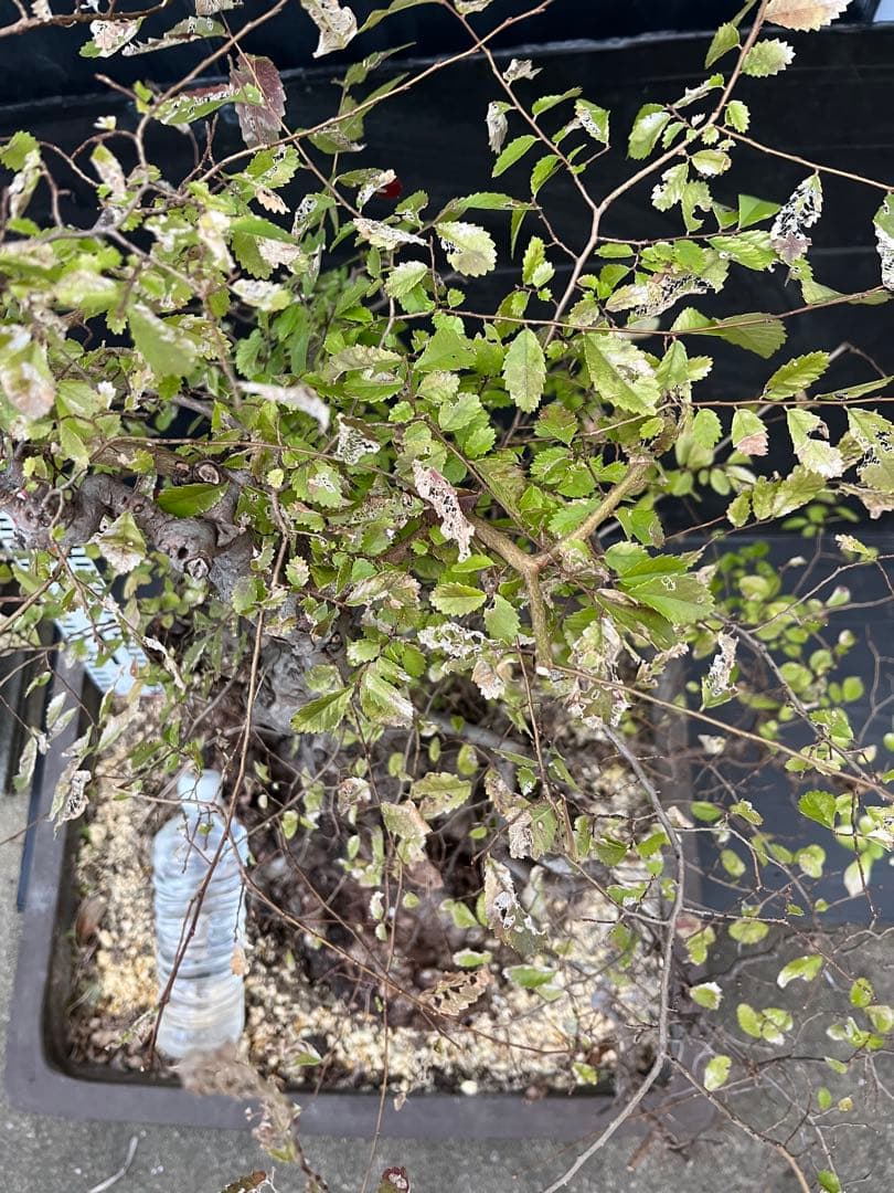 超極太古木　欅　ケヤキ　盆栽　　落葉樹 高さ約45cm