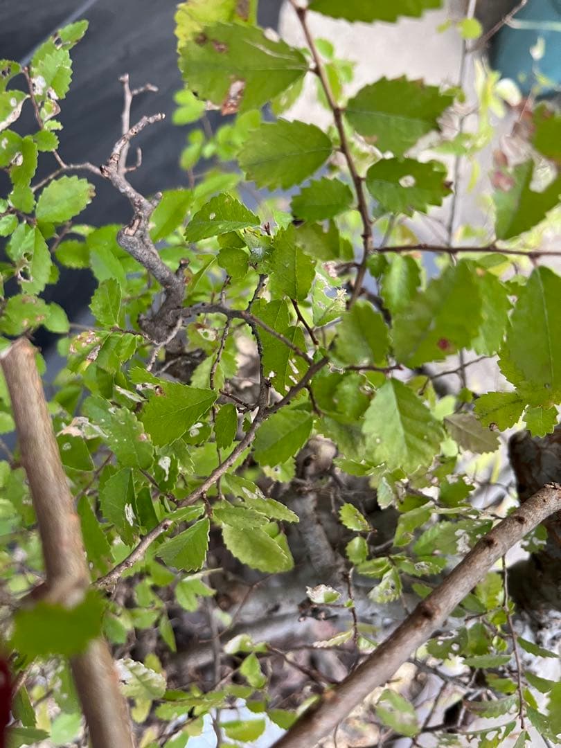 超極太古木　欅　ケヤキ　盆栽　　落葉樹 高さ約45cm