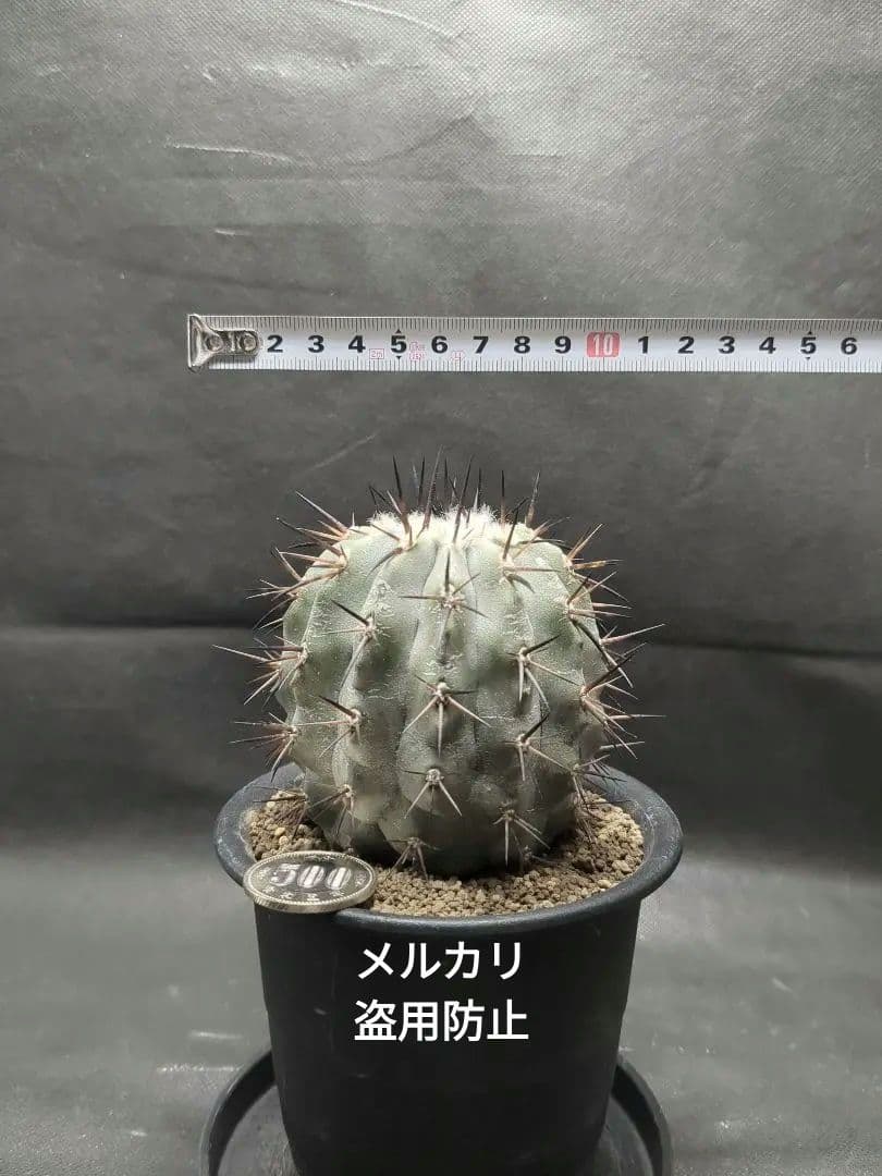 選抜株　Copiapoa　コピアポア シネレア　黒王丸
