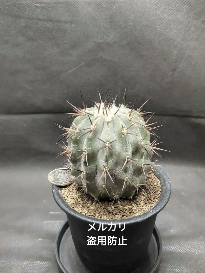 選抜株　Copiapoa　コピアポア シネレア　黒王丸