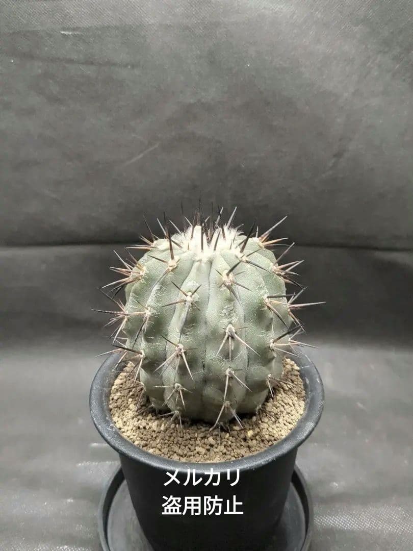 選抜株　Copiapoa　コピアポア シネレア　黒王丸