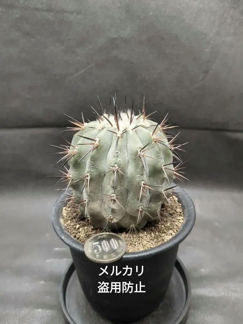 選抜株　Copiapoa　コピアポア シネレア　黒王丸